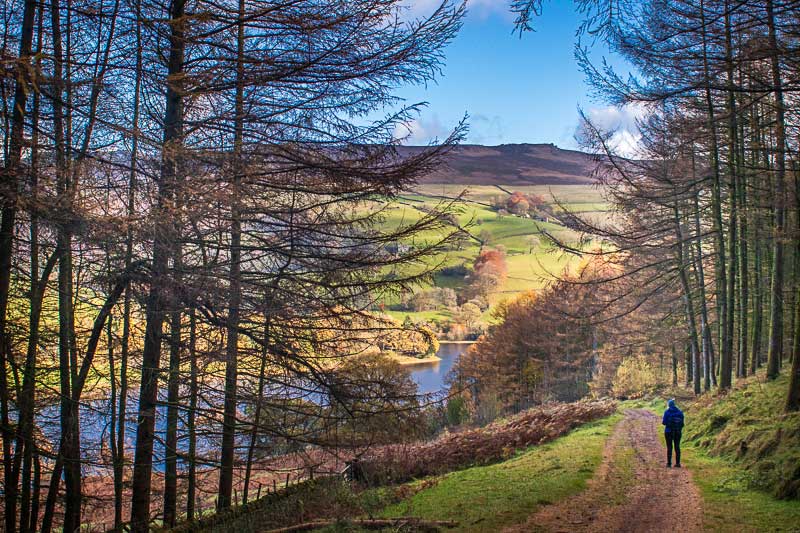 A person walking through a forest of trees with hills in the distance